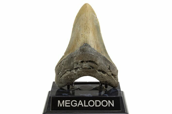 Fossil Megalodon Tooth - North Carolina #328104